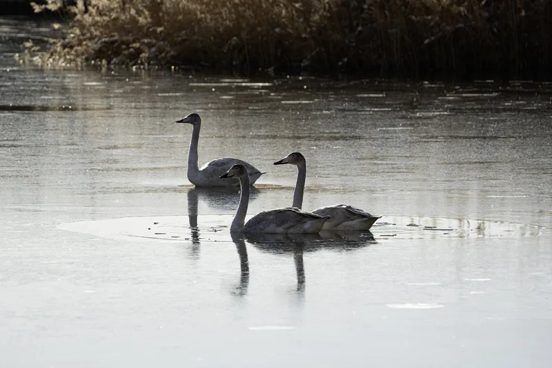 Whooper Swan