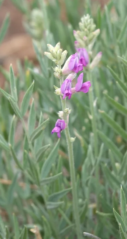Lambert's Locoweed
