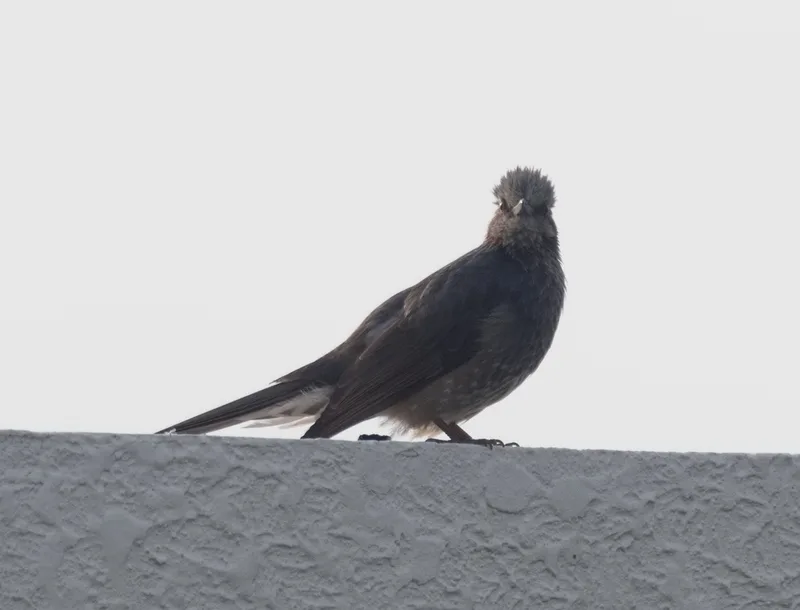 Brown-eared Bulbul