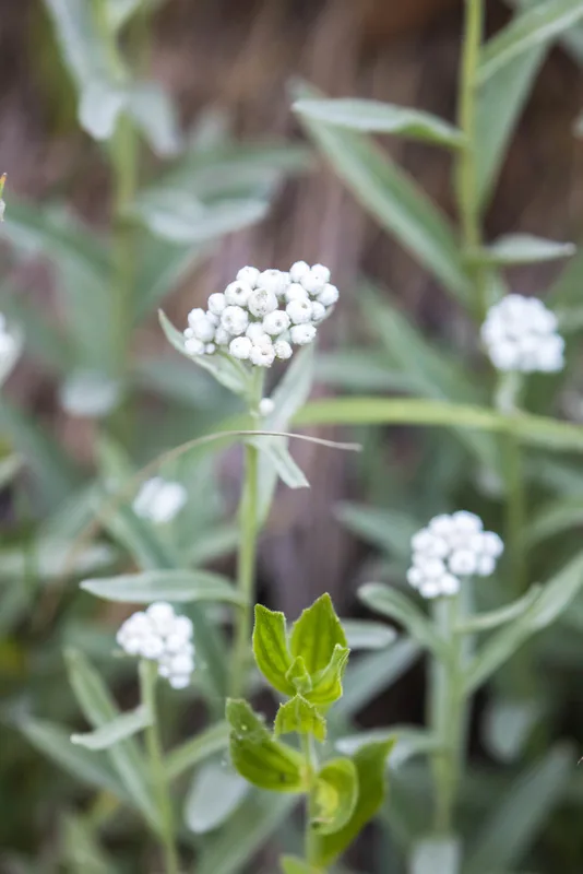 pearly everlasting