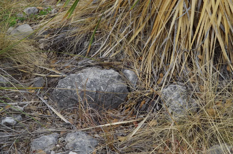 Southwestern Fence Lizard