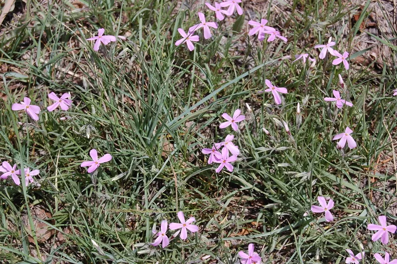 Longleaf Phlox
