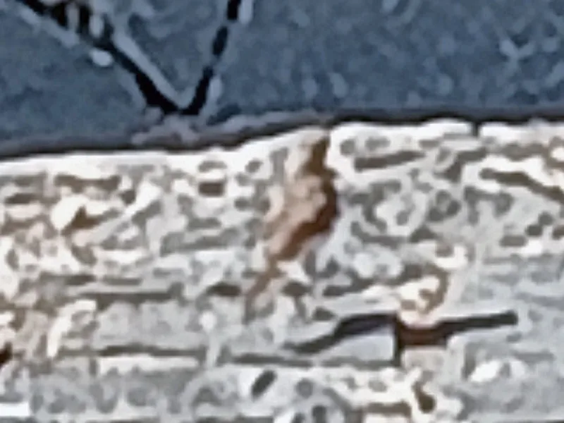 Berthelot's Pipit