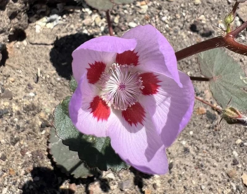 desert fivespot