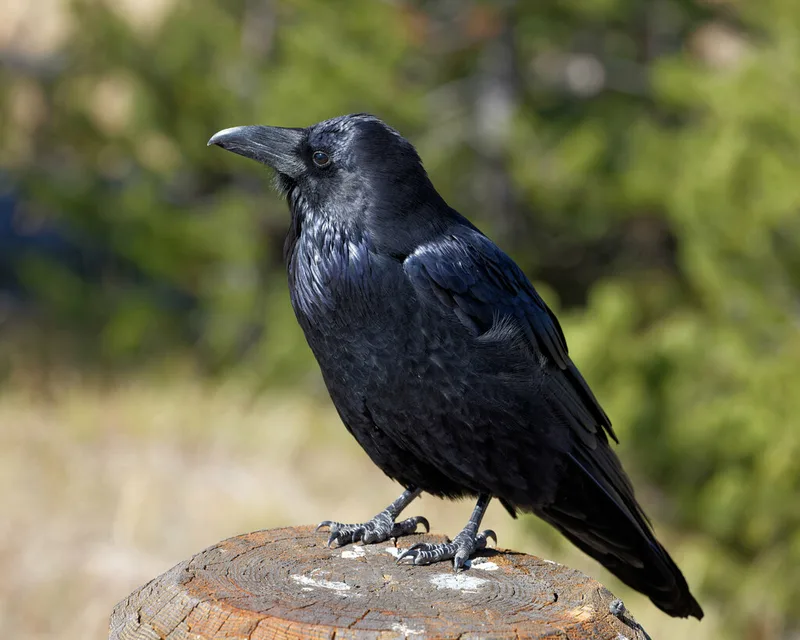 Common Raven