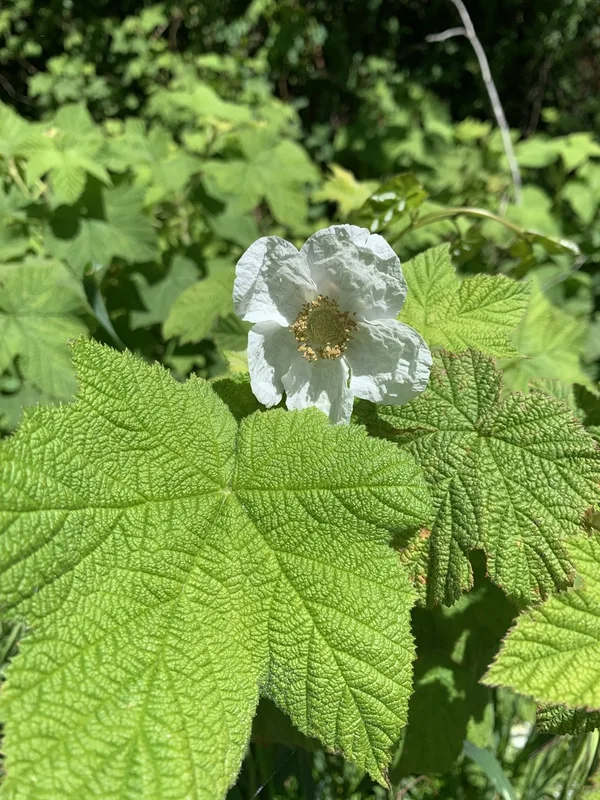 thimbleberry