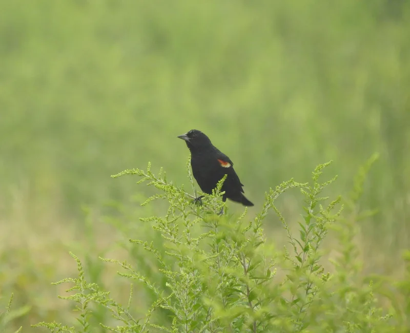 Red-winged Blackbird