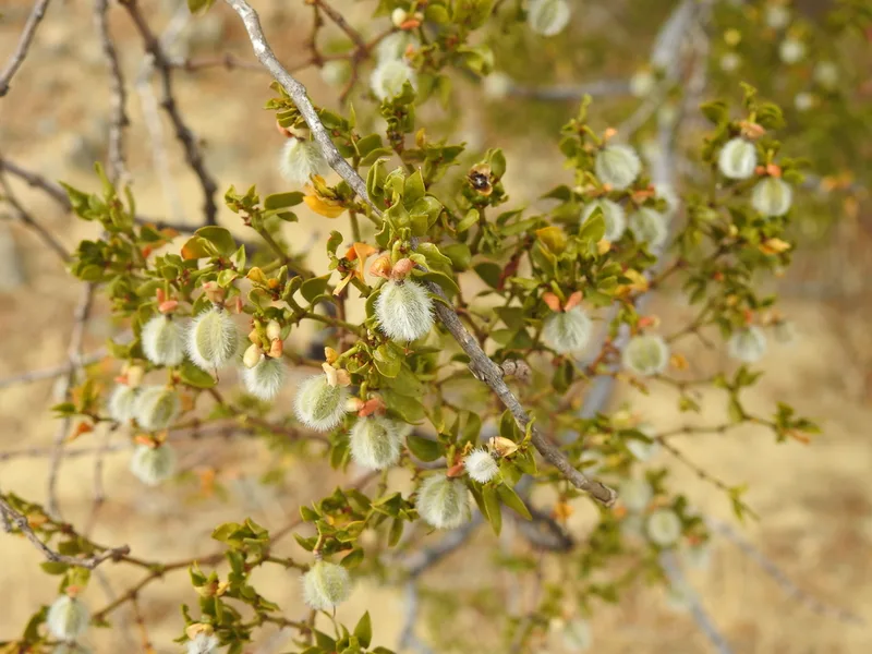 Creosote Bush