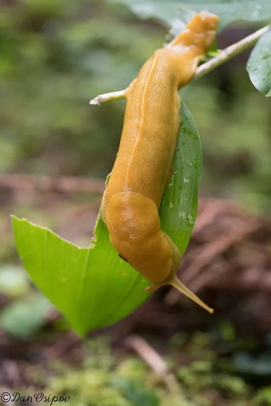 Pacific Banana Slug