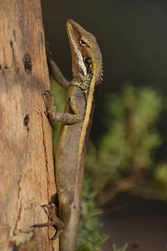 Long-nosed Dragon