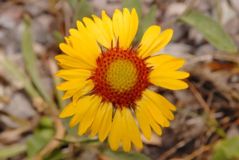 great blanketflower