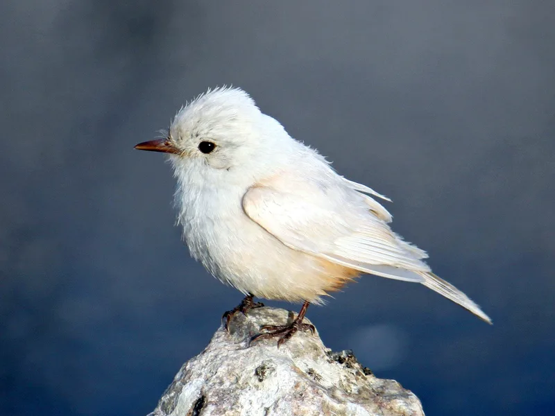Vermilion Flycatcher