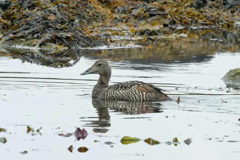 Common Eider
