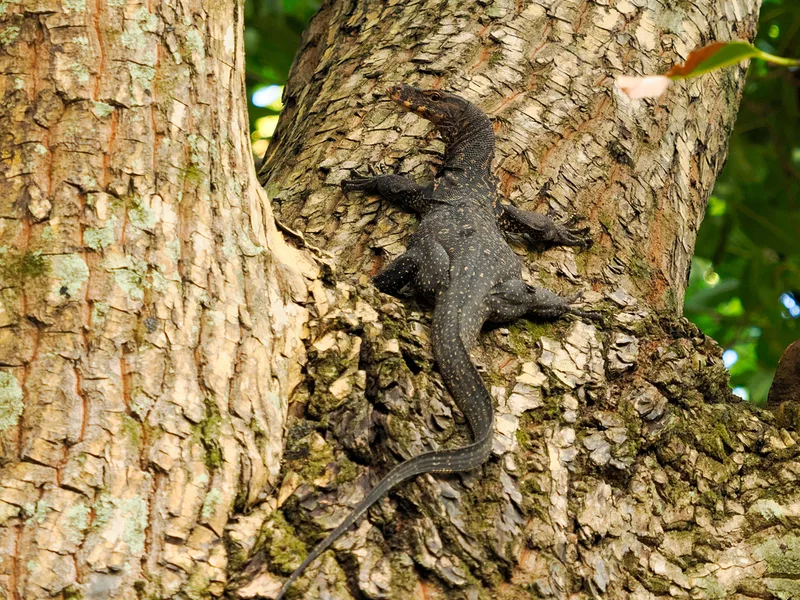 Common Water Monitor