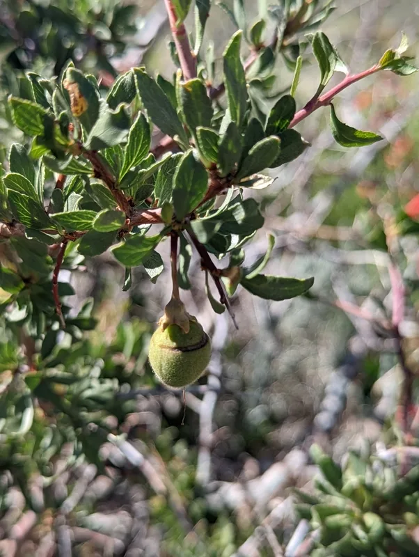Desert Peach
