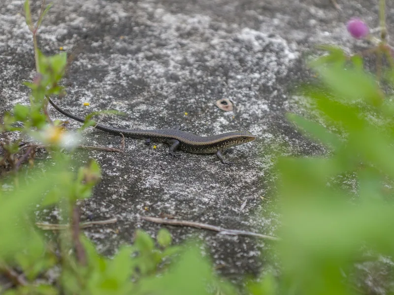 Common Sun Skink