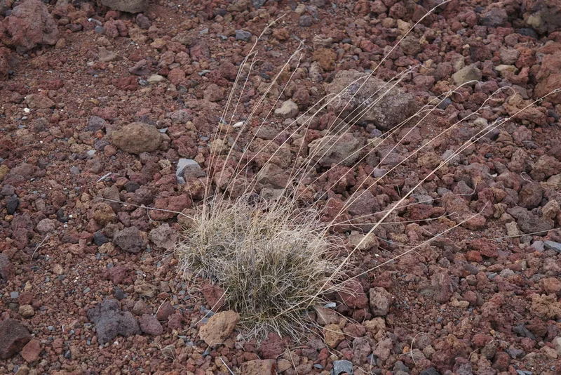 red fescue