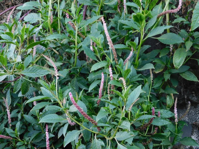 Tropical Pokeweed