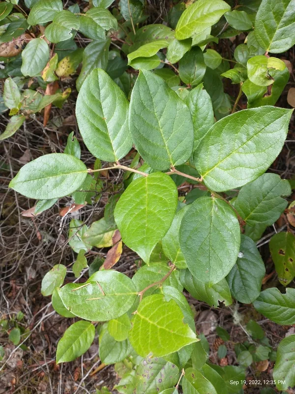 salal