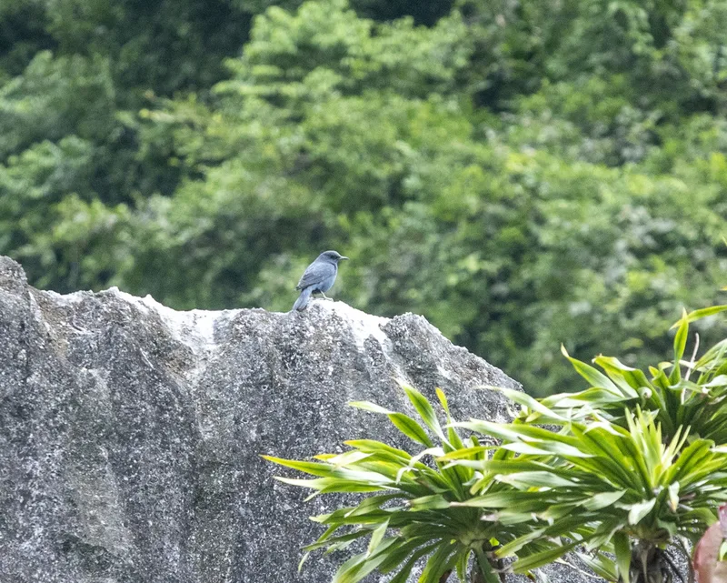 Blue Rock-Thrush