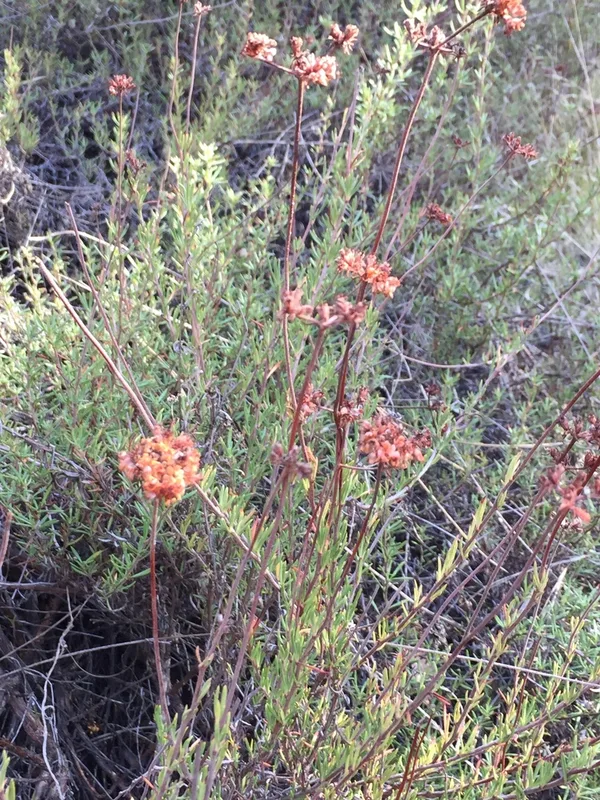 California Buckwheat