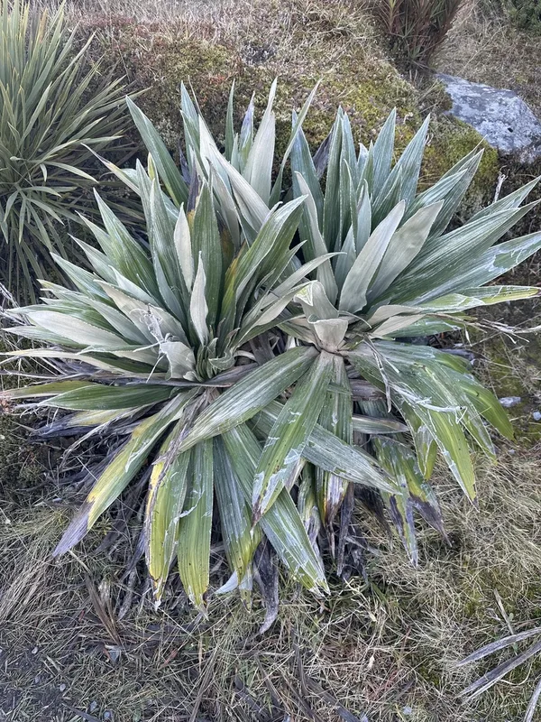 Large Mountain Daisy