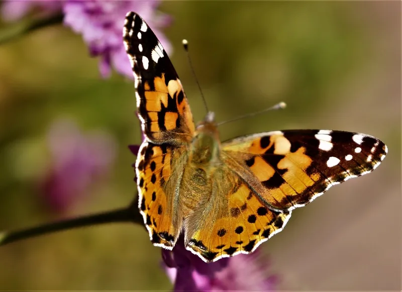 Painted Lady