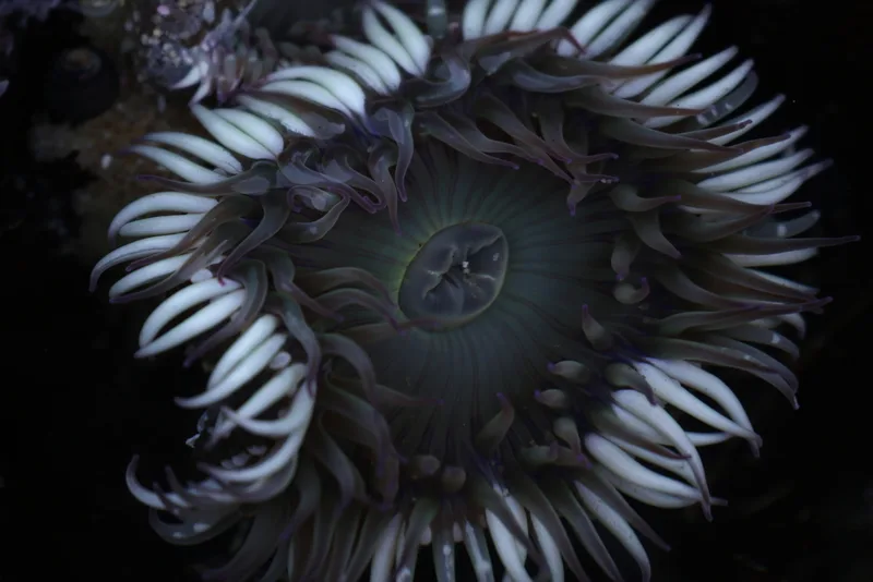 Sunburst Anemone