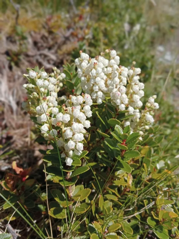 Scarlet snowberry