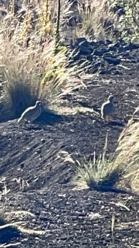 Chukar