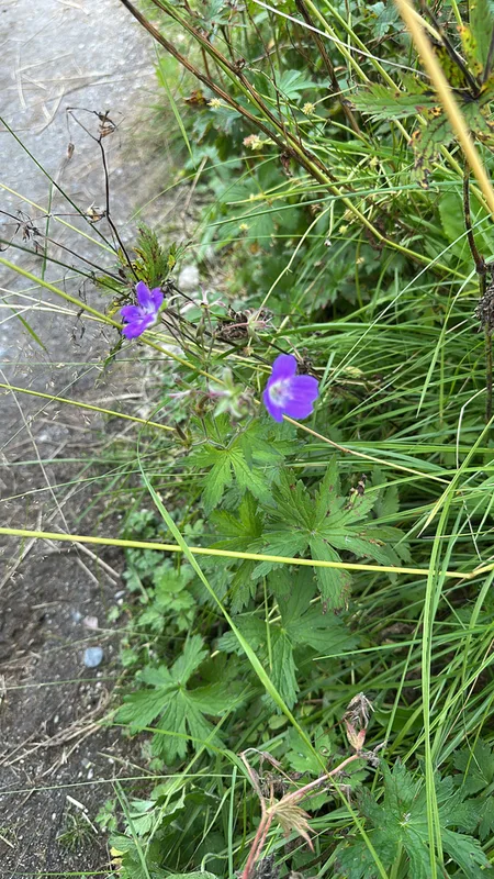 wood crane's-bill
