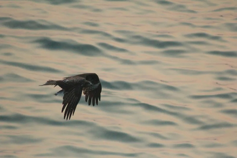 Black Kite